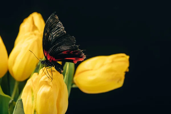 Vue rapprochée du beau papillon aux tulipes jaunes isolées sur noir — Photo de stock