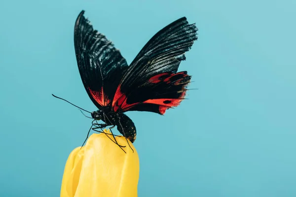 Вид на красивую бабочку на желтом тюльпане, изолированном от синего — стоковое фото