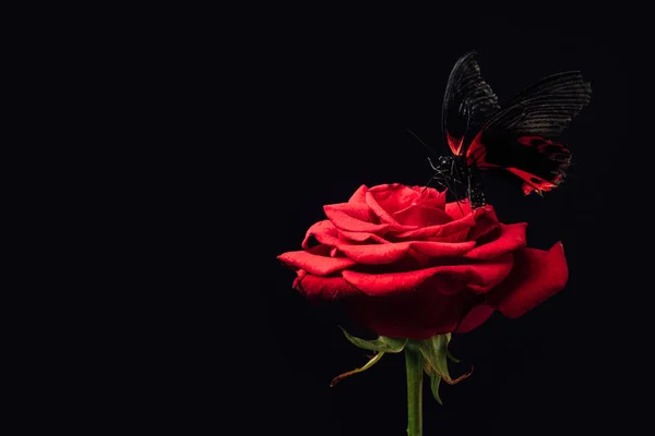 Close up view of beautiful butterfly on red rose isolated on black — Stock Photo
