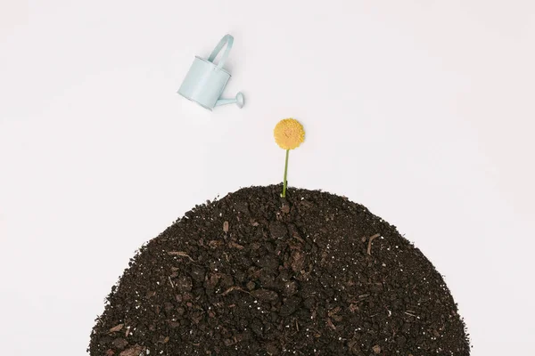 Top view of little blue watering can and yellow chrysanthemum flower in ground isolated on white — Stock Photo