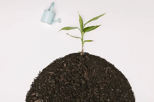 Vista superior de la pequeña regadera azul y la planta verde en el suelo aislado en blanco - foto de stock