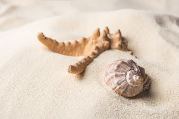 Étoile de mer et coquille sur la plage de sable d'été — Photo de stock