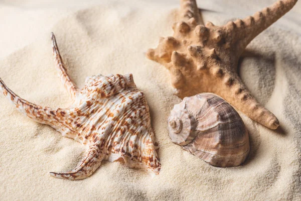 Морские звезды и раковины на легком песке — стоковое фото