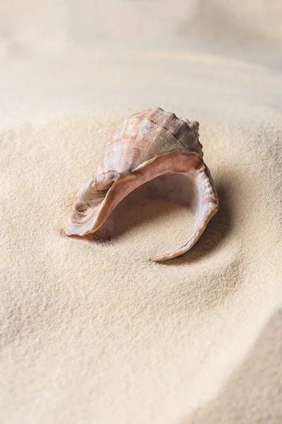 Seashell filled with sand on summer beach — Stock Photo