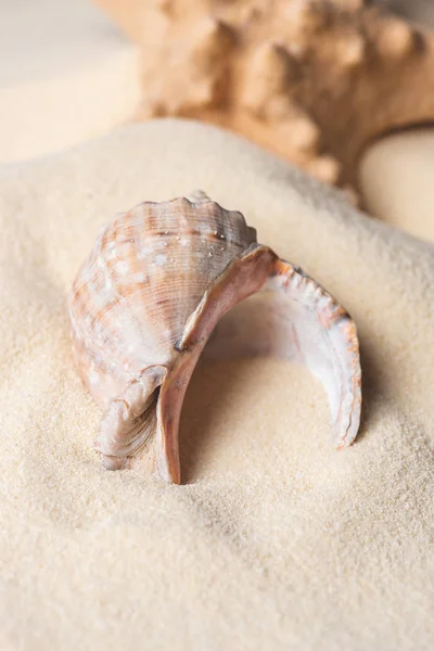 Large seashell filled with sand on beach — Stock Photo