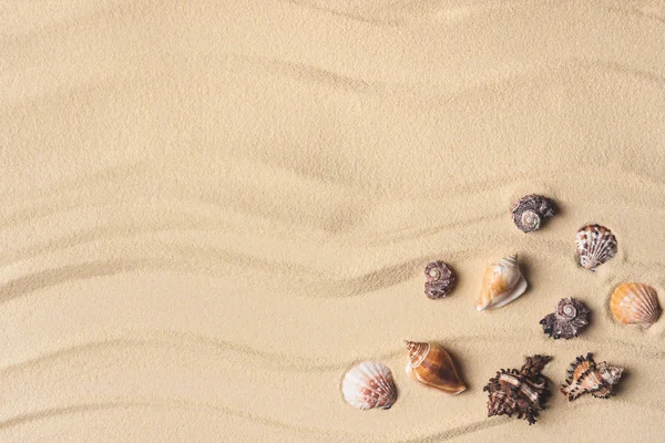 Hermosa esquina de conchas marinas en arena clara - foto de stock
