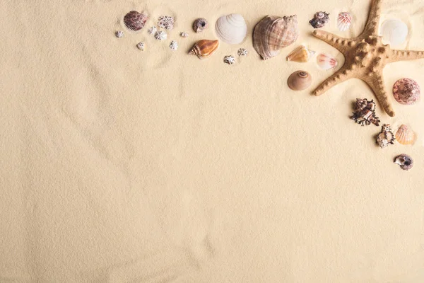 Coquillages et étoiles de mer bordent le sable clair — Photo de stock