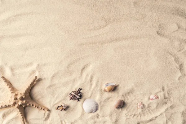 Starfish and sea shells on sandy beach — Stock Photo