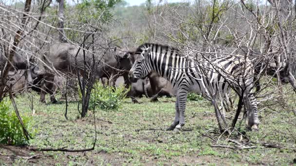 Zebra com um grupo de búfalos africanos em segundo plano em kruger — Vídeo de Stock