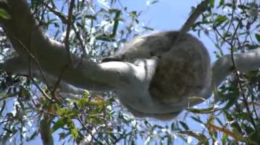 Avustralya koala sakız ağacı görmek zor