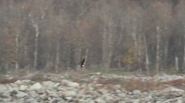 Kel kartal Nehri üzerinde uçan kayalar