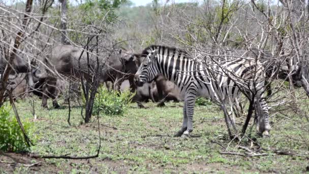Зебра з групою африканських буйволів на задньому плані в крогера — стокове відео