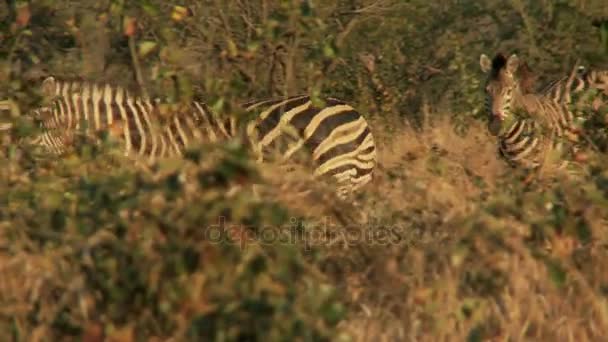 Zebra's lopen door gebladerte — Stockvideo