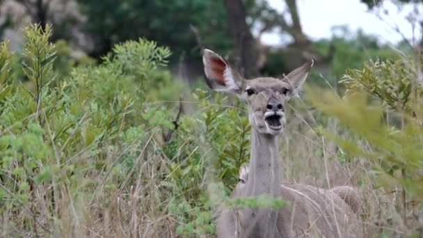 A female kudu chews cud towards camera — Stock Video