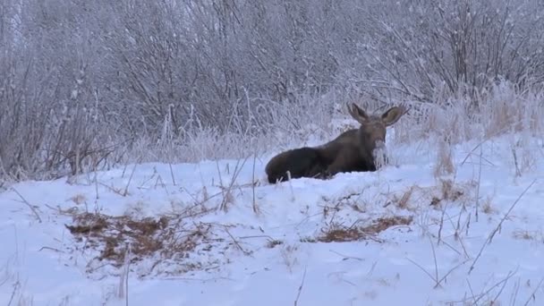 缩小在雪中休息的驼鹿 — 图库视频影像