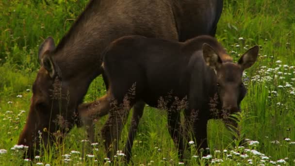 Vuxen älg och kalv bete i fältet — Stockvideo