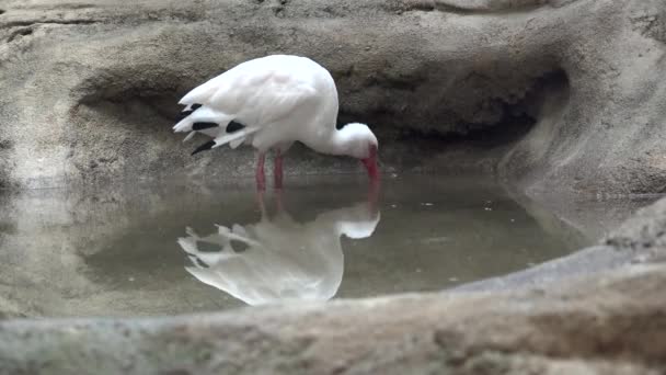 Ibis se odráží v kaluži vody — Stock video