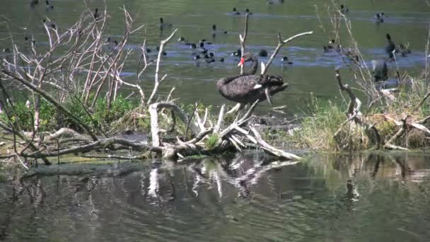 Australia cisne negro en isla de madera a la deriva en el lago — Vídeo de stock