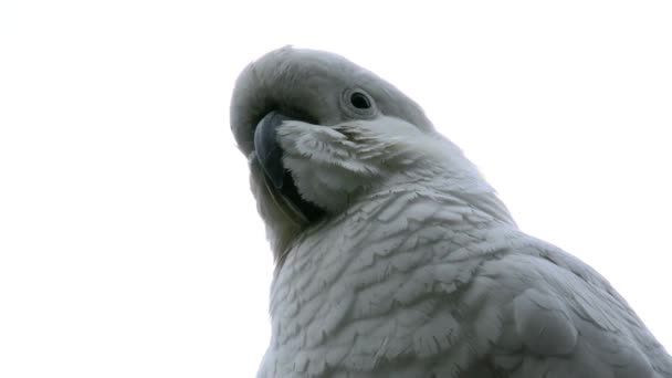 Ausztrália kakadu fej — Stock videók