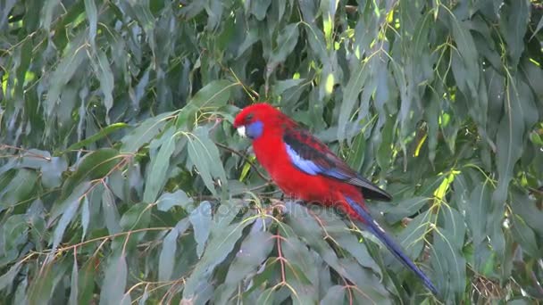 Avustralya Kızıl rosella ağacında — Stok video