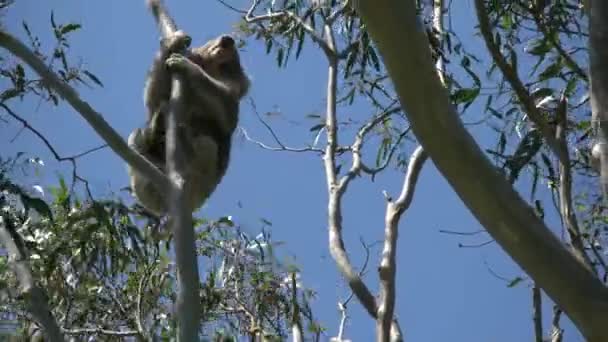 Australia koala alpinism guma copac — Videoclip de stoc