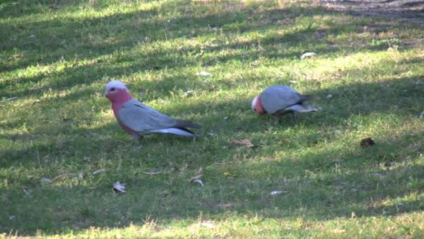 Αυστραλία βόσκηση galah πουλιά — Αρχείο Βίντεο