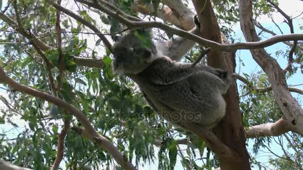 澳洲考拉在树移动 — 图库视频影像