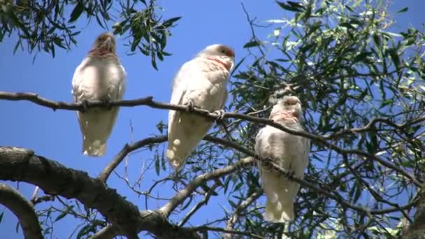 Australien länge faktureras corella fåglar i tuggummi träd — Stockvideo