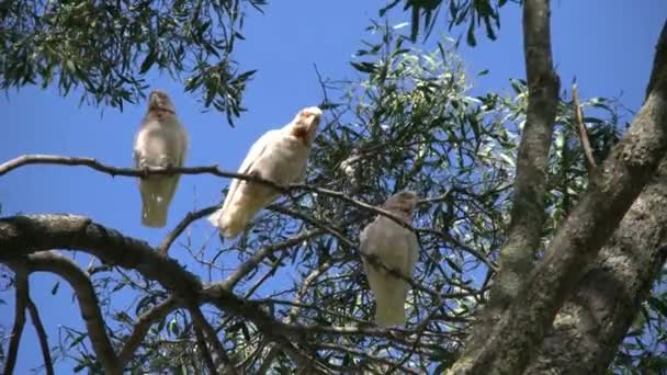 Astralia long billed corella birds — стоковое видео