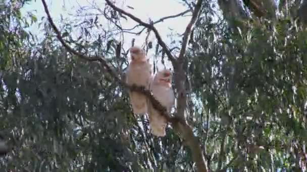 Sakız ağacı uzun gagalı Avustralya corella kuşlar — Stok video