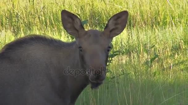 Moose neviňátko — Stock video