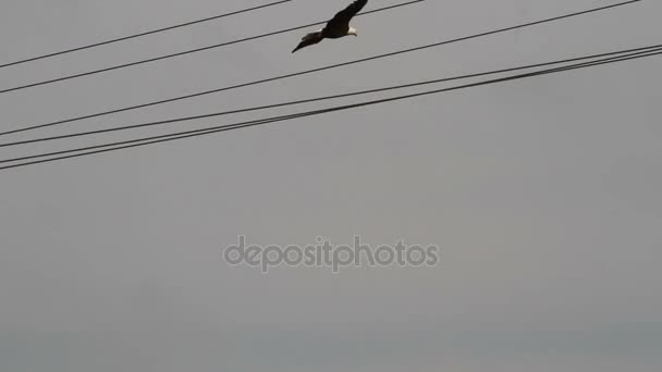 Bald eagle vliegt door hoogspanningslijnen — Stockvideo