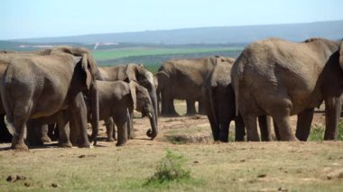addo elephant Milli Parkı içinde büyük sürüsü