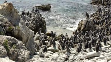 kayalar, büyük penguen kolonisi