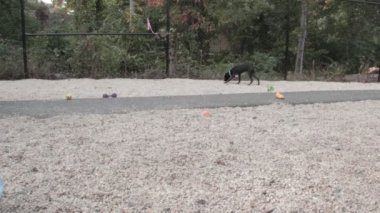 siyah köpek dolaşan içine alan