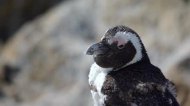 molting penguen yakın çekim