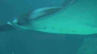 manta ray kamera bulanık suda geçmiş kayma closeup