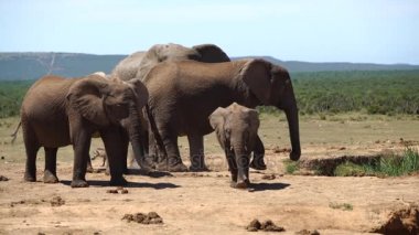 şirin bebek fil addo elephant kameraya doğru yürüyor