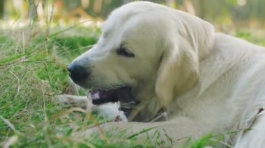 Park ahşap sopa kemiren sevimli av köpeği labrador köpek