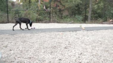 kum oyuncaklarla oynayan köpek