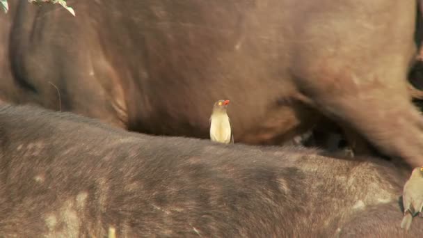 Uccello in cima al capo bufalo — Video Stock