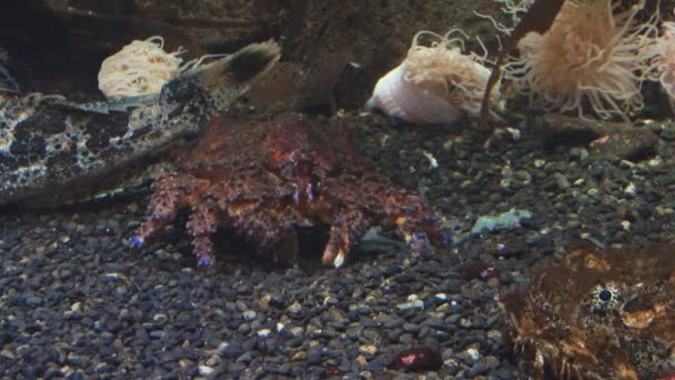 Bioluminescent rock crab — Stock Video