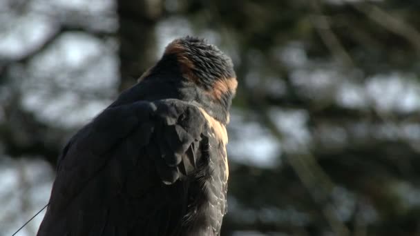 Птах повертає голову навколо — стокове відео