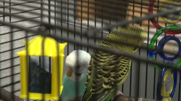 Pájaros en una jaula de aves — Vídeos de Stock