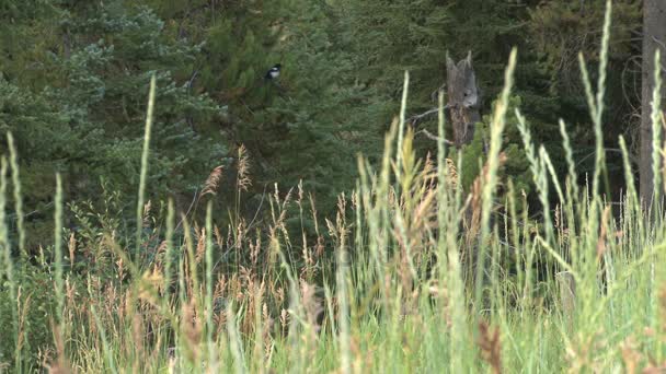 Bird on pine branch — Stock Video