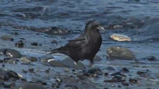 Cacería de cuervo negro para la comida en la costa rocosa — Vídeo de stock
