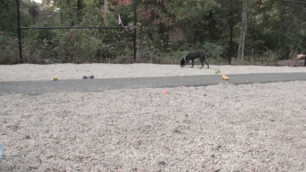 Schwarzer Hund läuft auf eingezäuntem Gelände herum — Stockvideo
