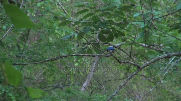 Blue jay, posazený na malé pobočce — Stock video