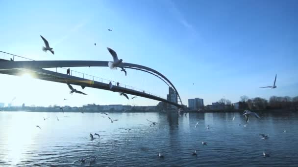 Puente paisaje enjambre de aves volando lago estanque agua lento — Vídeo de stock