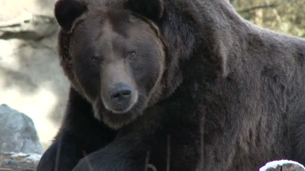 Urso marrom na natureza — Vídeo de Stock